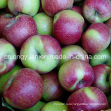 New Crop Red Jiguan Apple with Carton Packing